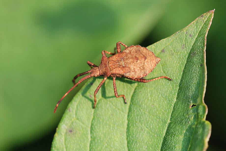Coreidae: ninfa di Coreus marginatus